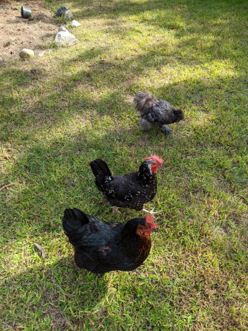 Suki and his wives, Cookie(black and white hen) and Baby (dark brown hen)